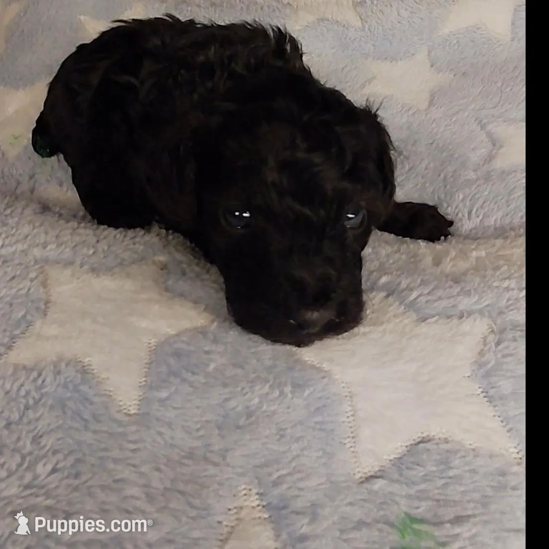 The Grinch, a male Poodle - Toy  for sale in Southgate, MI – Photo 2 of 2