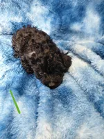 Grinch EST. 5.5lb, a male Poodle - Toy  for sale in Southgate, MI – Photo 1 of 3