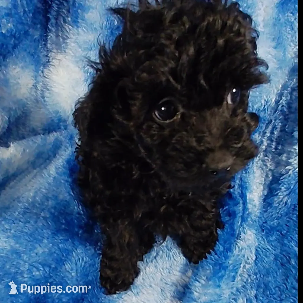 Grinch EST. 5.5lb – Poodle - Toy  puppy for sale in Southgate, MI