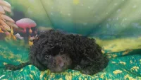Mocha 6lbs Estimate. Ready2go, a female Poodle - Toy  for sale in Southgate, MI – 2 of 9