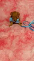 Inky, a male Poodle - Toy  for sale in Southgate, MI – 7 of 8