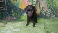 Pixie under 4lbs estimate, a female Poodle - Toy  for sale in Southgate, MI – 4 of 10