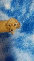 Wacko, a male Poodle - Toy  for sale in Southgate, MI – 5 of 6