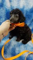 Wesley-- lightens to Gray, a male Poodle - Toy  for sale in Southgate, MI – 2 of 10