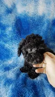 Gray toy poos start out black, a male Poodle - Toy  for sale in Southgate, MI – 6 of 10