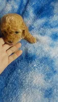 Wacko, a male Poodle - Toy  for sale in Southgate, MI – 2 of 6