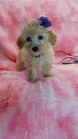 Dotty, a female Poodle - Toy  for sale in Southgate, MI – 6 of 10