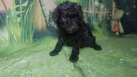 Prue F 5.5-6 lbs Estimate, a female Poodle - Toy  for sale in Southgate, MI – 6 of 10