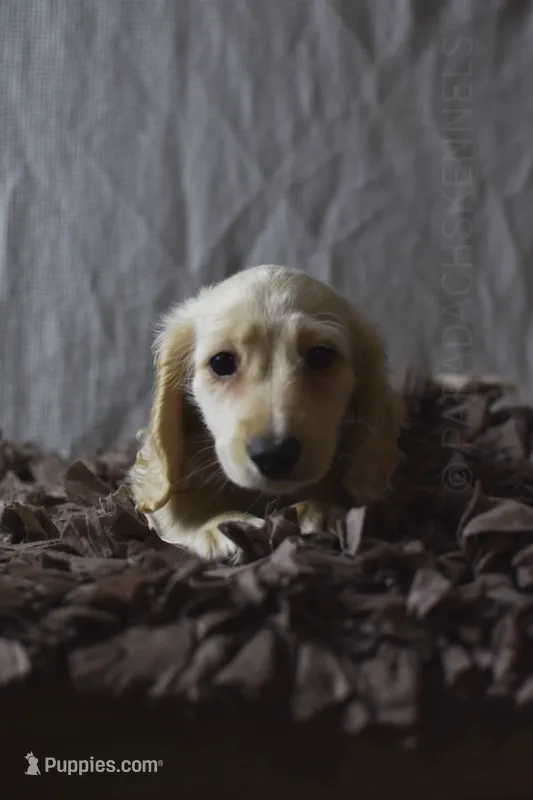 Moxie – Miniature Dachshund puppy for sale in Visalia, CA