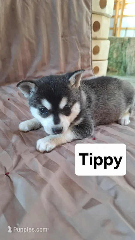 Tippy
