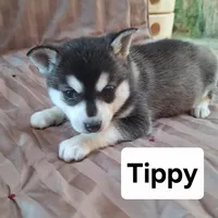 Tippy, a female Alaskan Klee Kai for sale in Antonito, CO – Photo 1 of 6