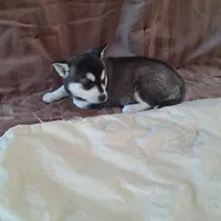 Tippy, a female Alaskan Klee Kai for sale in Antonito, CO – Photo 5 of 6