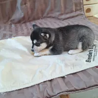 Tippy, a female Alaskan Klee Kai for sale in Antonito, CO – Photo 3 of 6