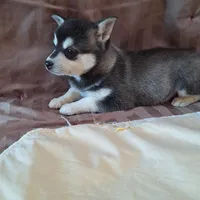 Tippy, a female Alaskan Klee Kai for sale in Antonito, CO – Photo 4 of 6