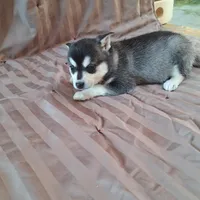 Tippy, a female Alaskan Klee Kai for sale in Antonito, CO – Photo 2 of 6