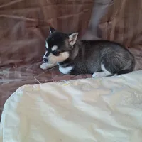 Tippy, a female Alaskan Klee Kai for sale in Antonito, CO – Photo 6 of 6