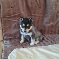 Trixie, a female Alaskan Klee Kai for sale in Antonito, CO – Photo 9 of 10