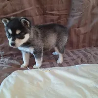 Trixie, a female Alaskan Klee Kai for sale in Antonito, CO – Photo 5 of 10
