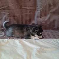 Trixie, a female Alaskan Klee Kai for sale in Antonito, CO – Photo 4 of 10