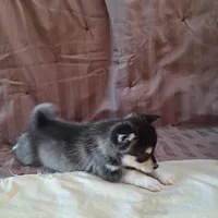 Trixie, a female Alaskan Klee Kai for sale in Antonito, CO – Photo 3 of 10