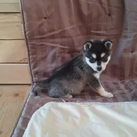 Trixie, a female Alaskan Klee Kai for sale in Antonito, CO – Photo 8 of 10