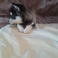 Trixie, a female Alaskan Klee Kai for sale in Antonito, CO – Photo 6 of 10