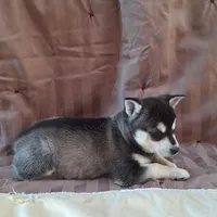Trixie, a female Alaskan Klee Kai for sale in Antonito, CO – Photo 10 of 10