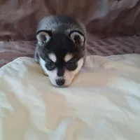 Trixie, a female Alaskan Klee Kai for sale in Antonito, CO – Photo 7 of 10