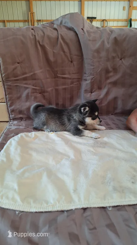 Trixie – Alaskan Klee Kai puppy for sale in Antonito, CO
