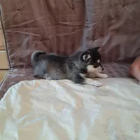 Trixie, a female Alaskan Klee Kai for sale in Antonito, CO – Photo 2 of 10