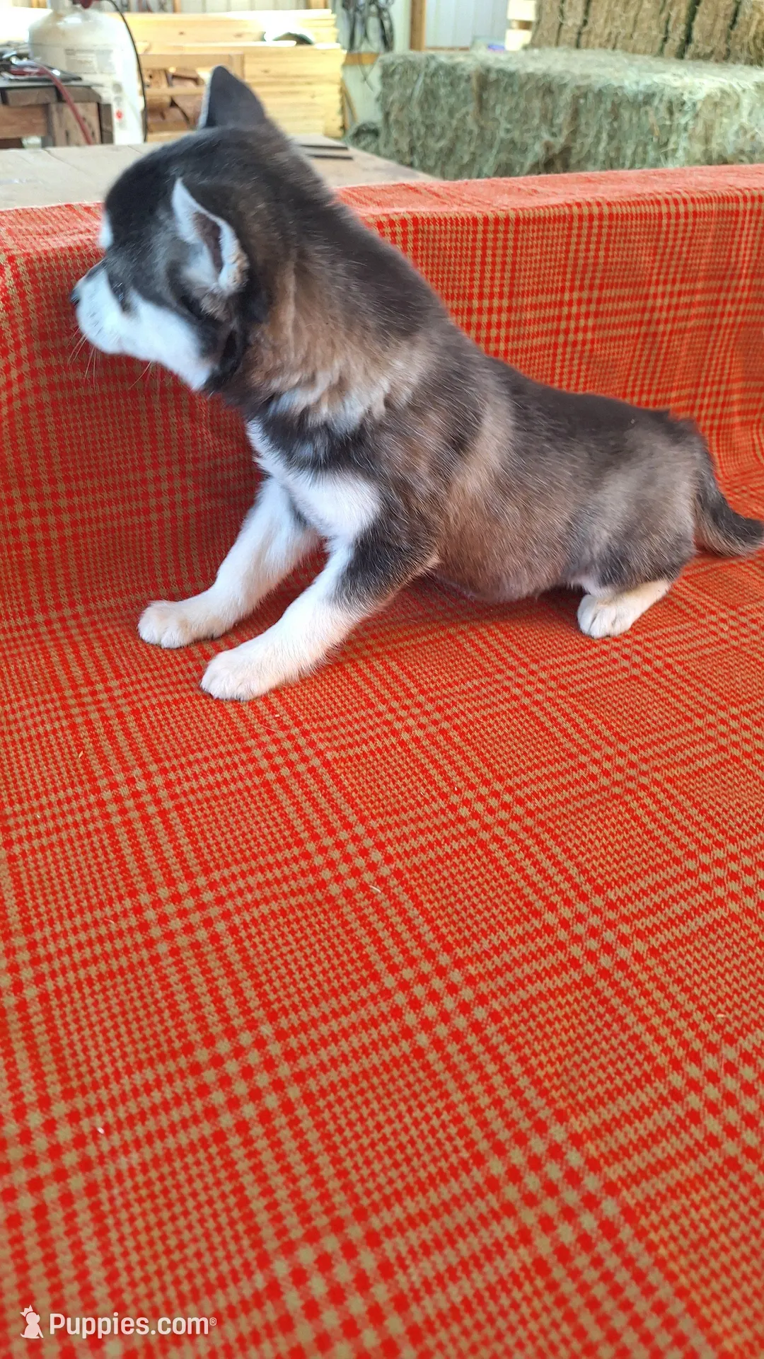 Tillie, a female Alaskan Klee Kai for sale in Antonito, CO – Photo 4 of 9