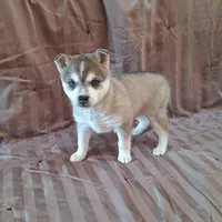 Rockette, a female Alaskan Klee Kai for sale in Antonito, CO – Photo 8 of 10