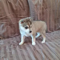 Rockette, a female Alaskan Klee Kai for sale in Antonito, CO – Photo 7 of 10