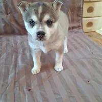 Rockette, a female Alaskan Klee Kai for sale in Antonito, CO – Photo 6 of 10