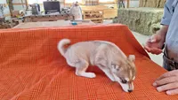 Rockette, a female Alaskan Klee Kai for sale in Antonito, CO – Photo 8 of 10