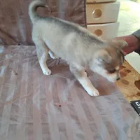 Rockette, a female Alaskan Klee Kai for sale in Antonito, CO – Photo 4 of 10