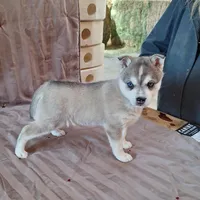 Rockette, a female Alaskan Klee Kai for sale in Antonito, CO – Photo 5 of 10