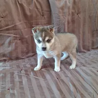 Rockette, a female Alaskan Klee Kai for sale in Antonito, CO – Photo 9 of 10