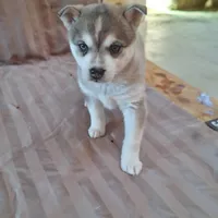 Rockette, a female Alaskan Klee Kai for sale in Antonito, CO – Photo 3 of 10