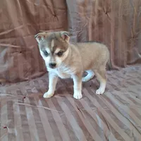 Rockette, a female Alaskan Klee Kai for sale in Antonito, CO – Photo 10 of 10