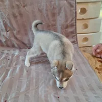 Rockette, a female Alaskan Klee Kai for sale in Antonito, CO – Photo 2 of 10