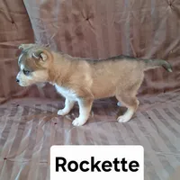 Rockette, a female Alaskan Klee Kai for sale in Antonito, CO – Photo 1 of 10