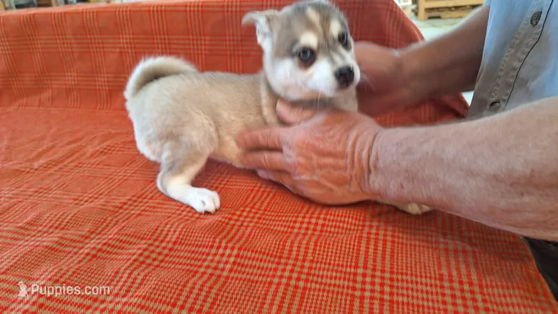 Rockette, a female Alaskan Klee Kai for sale in Antonito, CO – Photo 1 of 10