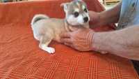 Rockette, a female Alaskan Klee Kai for sale in Antonito, CO – Photo 1 of 10
