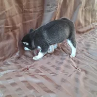 Tillie, a female Alaskan Klee Kai for sale in Antonito, CO – Photo 3 of 10