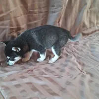 Tillie, a female Alaskan Klee Kai for sale in Antonito, CO – Photo 2 of 10