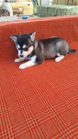 Tillie, a female Alaskan Klee Kai for sale in Antonito, CO – Photo 9 of 9