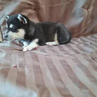 Tillie, a female Alaskan Klee Kai for sale in Antonito, CO – Photo 6 of 10