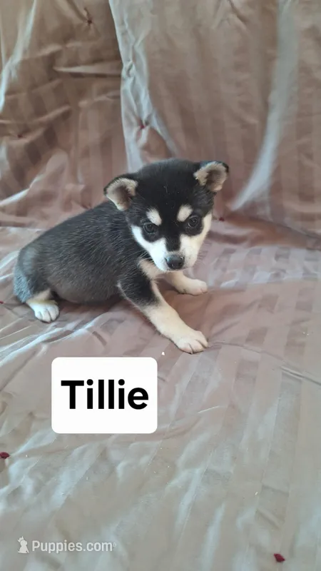 Tillie