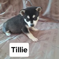 Tillie, a female Alaskan Klee Kai for sale in Antonito, CO – Photo 1 of 10